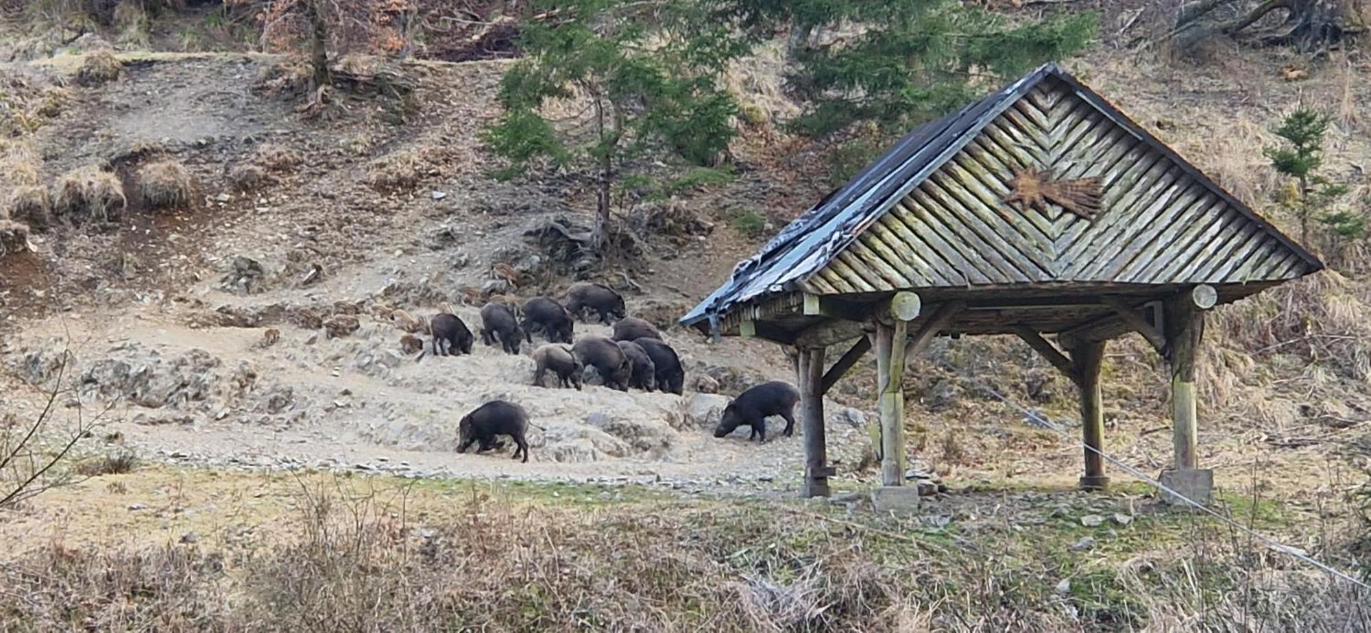 Ferienwohnung Schwarzer Hirsch Wieda Exteriör bild